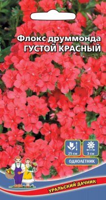 цФлокс друммонда Густой красный