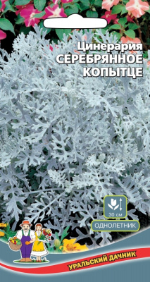 цЦинерария Серебряное копытце