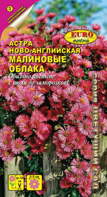 цАстра Малиновые облака ново-бельгийская