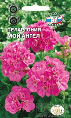 цПеларгония Мой Ангел 5шт