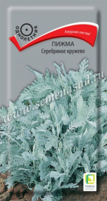 цПижма Серебряное кружево 10шт
