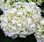 Гортензия Вуду P12