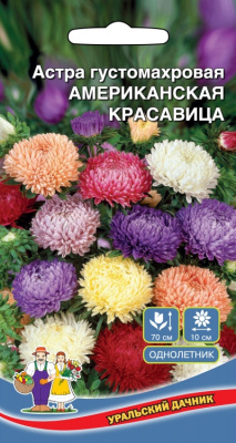 цАстра Американская Красавица