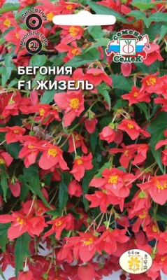 цБегония Жизель