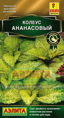 цКолеус Ананасовый Блюми