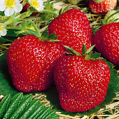 Земляника Твис, ранний (40 шт)