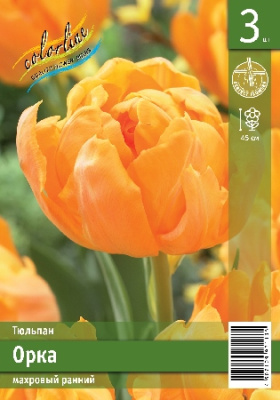 Тюльпан ЭКОНОМ-СЕРИЯ Орка (3 шт)