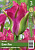 Тюльпан ЭКОНОМ-СЕРИЯ ГРИН ЛОВ (3 шт)