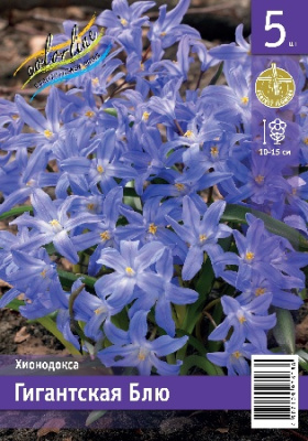 Хионодокса ЭКОНОМ-СЕРИЯ ГИГАНТСКАЯ БЛЮ (5 шт)