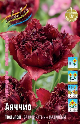 Тюльпан Аяччио (7 шт)