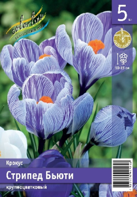 Крокус ЭКОНОМ-СЕРИЯ СТРИПЕД БЬЮТИ (5 шт)