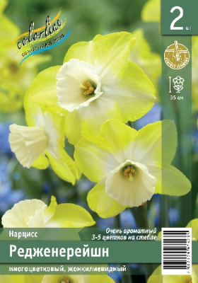 Нарцисс ЭКОНОМ-СЕРИЯ РЕДЖЕНЕРЕЙШН (2 шт)