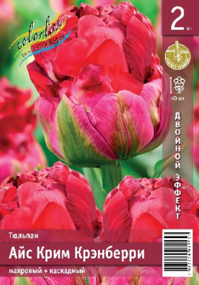 Тюльпан ЭКОНОМ-СЕРИЯ АЙС КРИМ КРЭНБЕРРИ (2 шт)