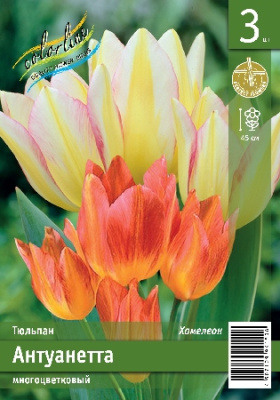 Тюльпан ЭКОНОМ-СЕРИЯ АНТУАНЕТТА (3 шт)