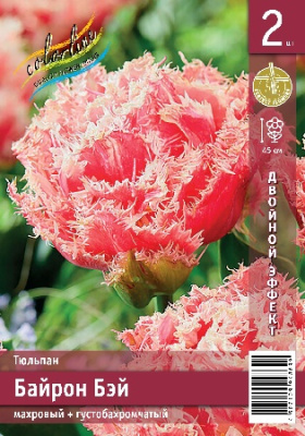 Тюльпан ЭКОНОМ-СЕРИЯ БАЙРОН БЭЙ (2 шт)