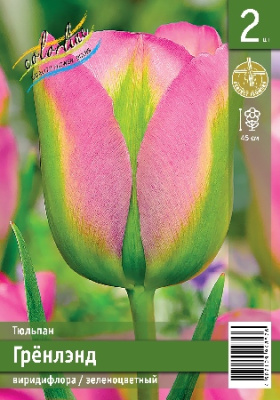Тюльпан ЭКОНОМ-СЕРИЯ ГРЁНЛЭНД (2 шт)