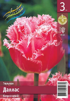 Тюльпан ЭКОНОМ-СЕРИЯ ДАЛЛАС (3 шт)