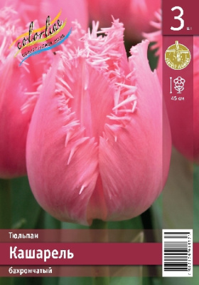 Тюльпан ЭКОНОМ-СЕРИЯ КАШАРЕЛЬ (3 шт)
