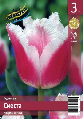 Тюльпан ЭКОНОМ-СЕРИЯ СИЕСТА (3 шт)
