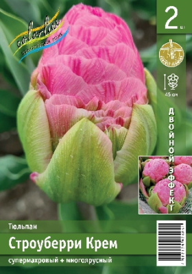 Тюльпан ЭКОНОМ-СЕРИЯ СТРОУБЕРРИ КРЕМ (2 шт)