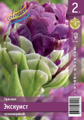 Тюльпан ЭКОНОМ-СЕРИЯ ЭКСКУИСТ (2 шт)