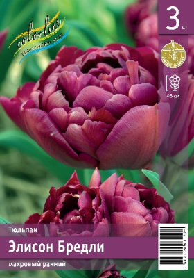 Тюльпан ЭКОНОМ-СЕРИЯ ЭЛИСОН БРЕДЛИ (3 шт)