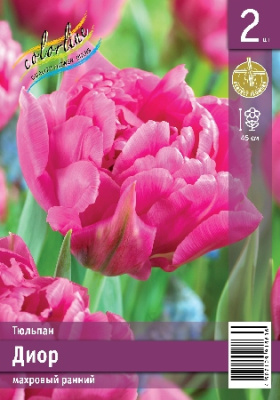 Тюльпан ЭКОНОМ-СЕРИЯ ДИОР (2 шт)