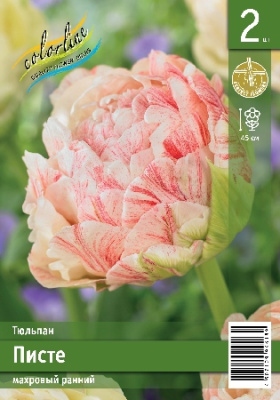 Тюльпан ЭКОНОМ-СЕРИЯ ПИСТЕ (2 шт)