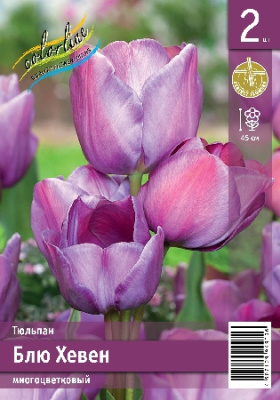 Тюльпан ЭКОНОМ-СЕРИЯ БЛЮ ХЕВЕН (2 шт)