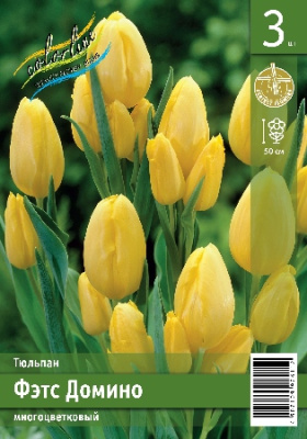 Тюльпан ЭКОНОМ-СЕРИЯ ФЭТС ДОМИНО (3 шт)