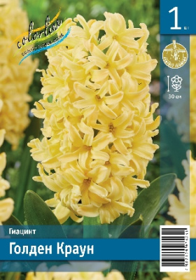 Гиацинт ЭКОНОМ-СЕРИЯ ГОЛДЕН КРАУН (1 шт)