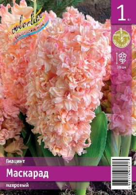 Гиацинт ЭКОНОМ-СЕРИЯ МАСКАРАД (1 шт)