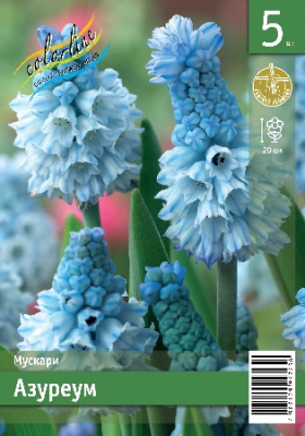 Мускари ЭКОНОМ-СЕРИЯ АЗУРЕУМ (5 шт)