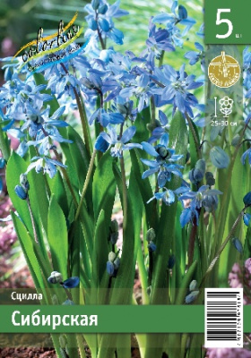 Сцилла ЭКОНОМ-СЕРИЯ СИБИРСКАЯ (5 шт)