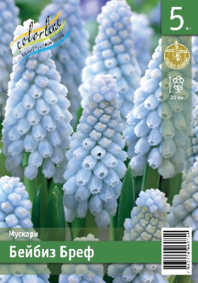 Мускари ЭКОНОМ-СЕРИЯ БЕЙБИЗ БРЕФ (5 шт)