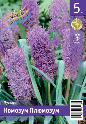 Мускари ЭКОНОМ-СЕРИЯ КОМОЗУМ ПЛЮМОЗУМ (5 шт)
