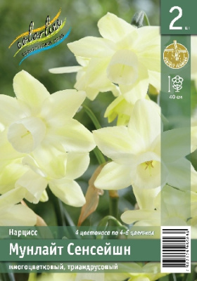 Нарцисс ЭКОНОМ-СЕРИЯ МУНЛАЙТ СЕНСЕЙШН (2 шт)