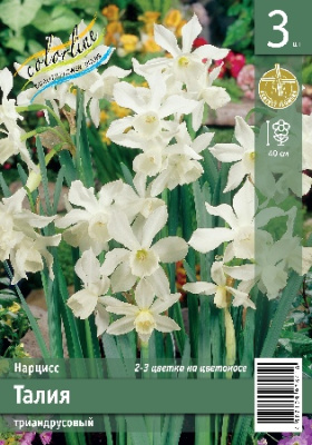Нарцисс ЭКОНОМ-СЕРИЯ ТАЛИЯ (3 шт)