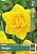 Нарцисс ЭКОНОМ-СЕРИЯ ХЕНДРА (2 шт)