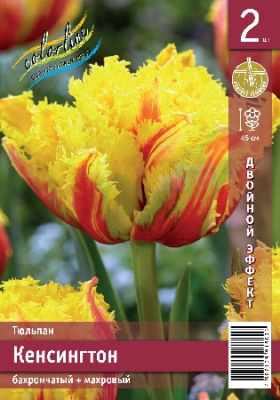 Тюльпан ЭКОНОМ-СЕРИЯ КЕНСИНГТОН (2 шт)