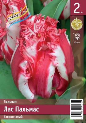Тюльпан ЭКОНОМ-СЕРИЯ ЛАС ПАЛЬМАС (2 шт)