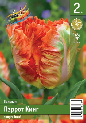 Тюльпан ЭКОНОМ-СЕРИЯ ПЭРРОТ КИНГ (2 шт)
