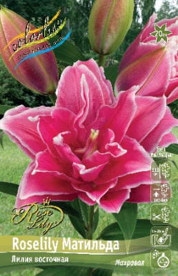 Лилия Roselily Матильда (5 шт)