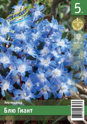 Хионодокса ЭКОНОМ-СЕРИЯ БЛЮ ГИАНТ (5 шт)