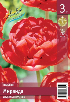 Тюльпан ЭКОНОМ-СЕРИЯ МИРАНДА (3 шт)