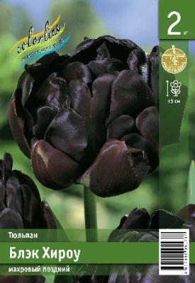 Тюльпан ЭКОНОМ-СЕРИЯ БЛЭК ХИРОУ (2 шт)