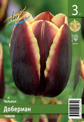 Тюльпан ЭКОНОМ-СЕРИЯ ДОБЕРМАН (3 шт)