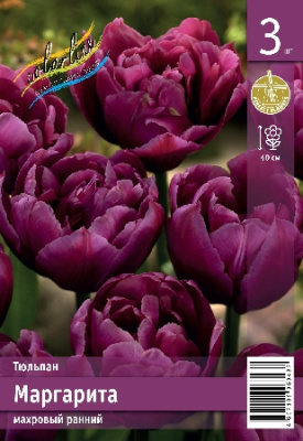 Тюльпан ЭКОНОМ-СЕРИЯ МАРГАРИТА (3 шт)