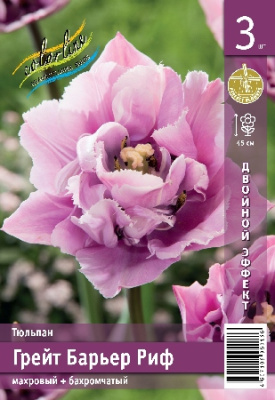 Тюльпан ЭКОНОМ-СЕРИЯ ГРЕЙТ БАРЬЕР РИФ (3 шт)