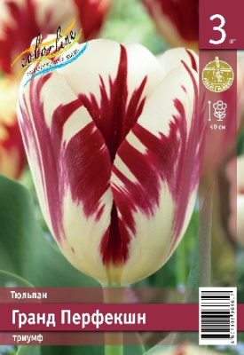 Тюльпан ЭКОНОМ-СЕРИЯ ГРАНД ПЕРФЕКШН (3 шт)